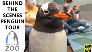 Penguin Encounter: Up Close With The Penguins At The St. Louis Zoo - Behind The Scenes Tour!