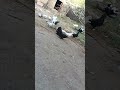 #pigeon #kabootar #kabutar #birds #pigeonlover #feed #video #youtubeshorts #viralvideoシ