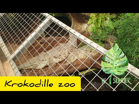 Video: Hvordan Spille Crocodile