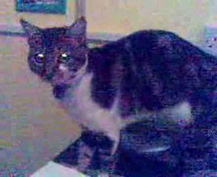 Watch the video about Noisy Bengal cross kitten crying!