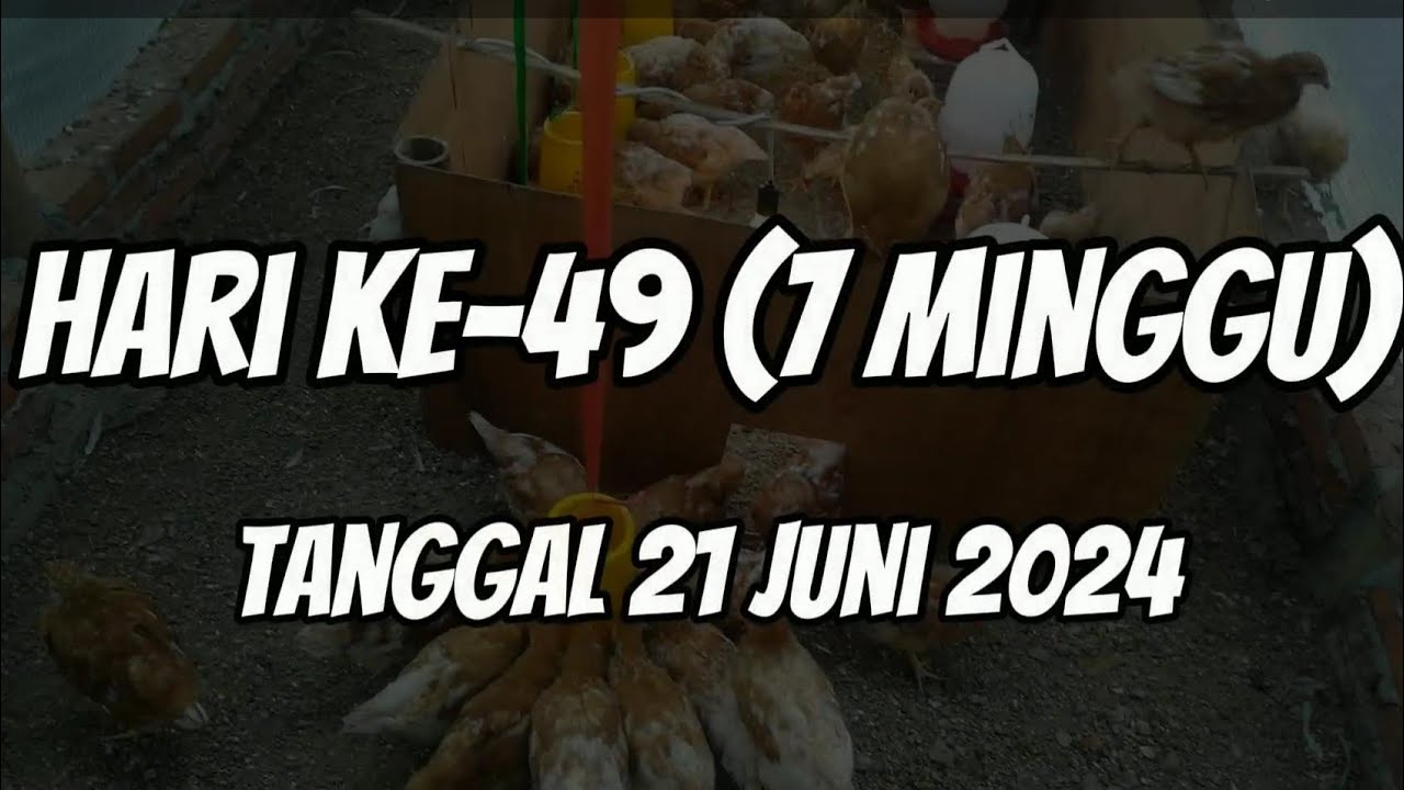 Hari ke-49 DOC Isa Brown - YouTube