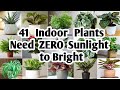 41 indoor plants need zero sunlight to bright  plant and planting