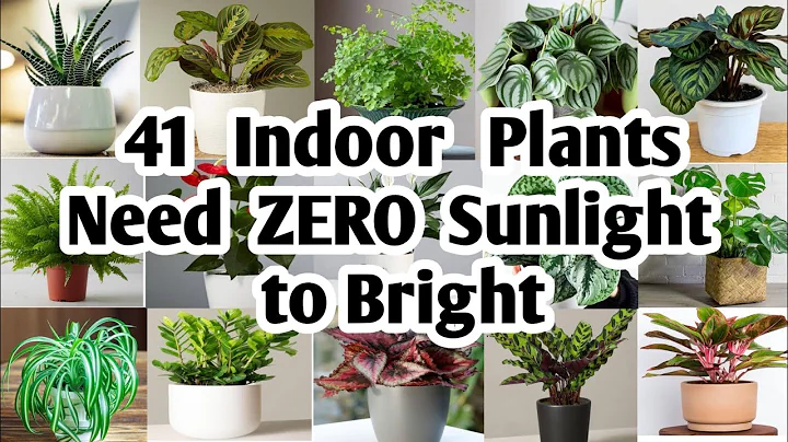 41 Indoor Plants need Zero sunlight to bright | Plant and Planting - DayDayNews