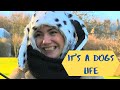 It's a Dogs Life [TV Comedy Pilot] – Edinburgh Napier University Television Production