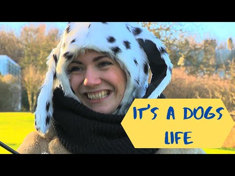 Video: Príjemný pes týždňa - Rover