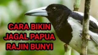 cara merawat burung jagal papua biar gacor