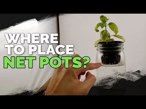 Where Should You Place Your Net Pots In A Deep Water Culture System?