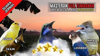 Masteran Murai Batu Full Tembakan #MasteranMurai