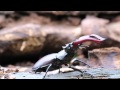 Hirschkäfer - Lucanus cervus - Stag beetle
