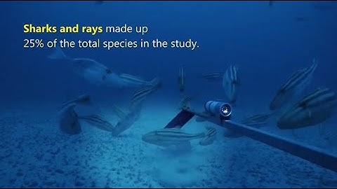 Biodiversity of mesophotic marine habitats