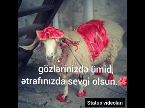 Qurban bayrami statuslari whatsapp status videoları