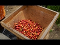 Why is Sumatran coffee so special?