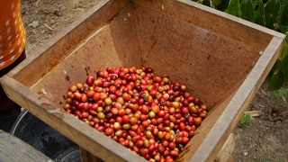 Why is Sumatran coffee so special