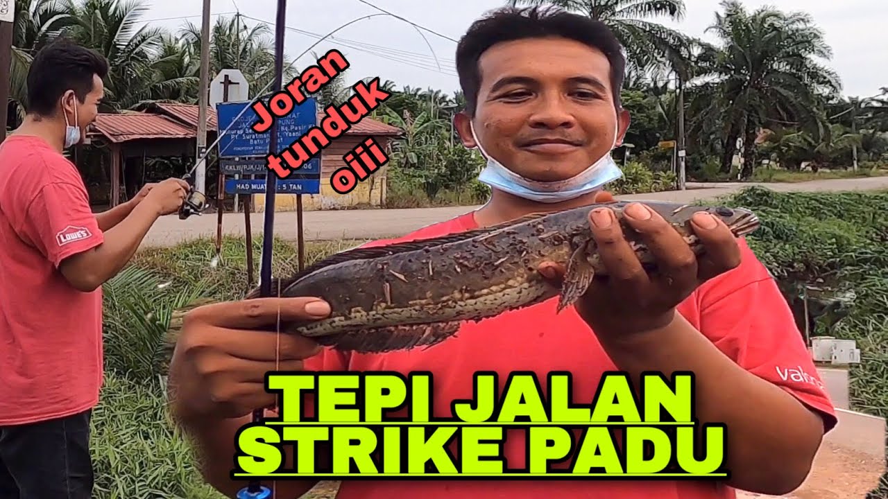 CASTING IKAN HARUAN PARIT TEPI JALAN