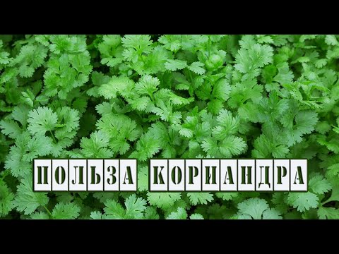Кориандр, Кинза. Лечебные свойства.