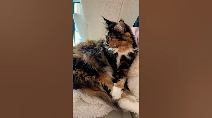 Video 9850551: maine coon love, cat pets love animal, cat funny pets love, cat pets cute animals, happy funny pet cats, cat love cuddling, enjoys cute funny cat