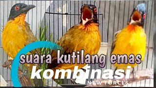 suara kutilang emas