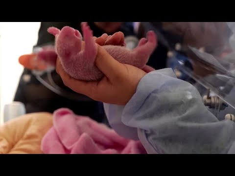 Two baby pandas born at France's Beauval zoo