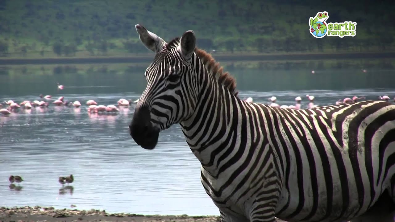 TOP Funny Animals Compilation 2015 (New) Part 59 | AnimalsDumpTV