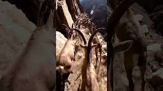 POV: Mountain Goats running #viral #mountains #wildlifeentertainment