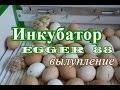 Инкубатор EGGER (ЕГГЕР) 88. Процесс вылупления.