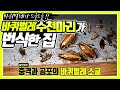 바퀴벌레 수천마리가 나오는 집을 방문했습니다. Feat. 독일바퀴 소굴