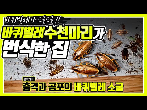 Visited a house ambushed by thousands of cockroaches (feat. German roachy)