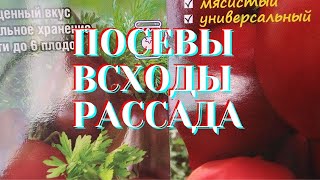 Посевы! Всходы семян! Рассада!