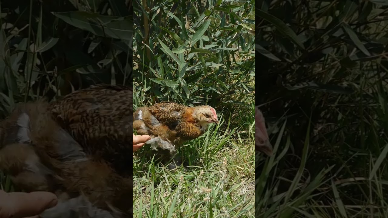 Этапы жизни кур породы Брама | От цыпленка до взрослого размера 