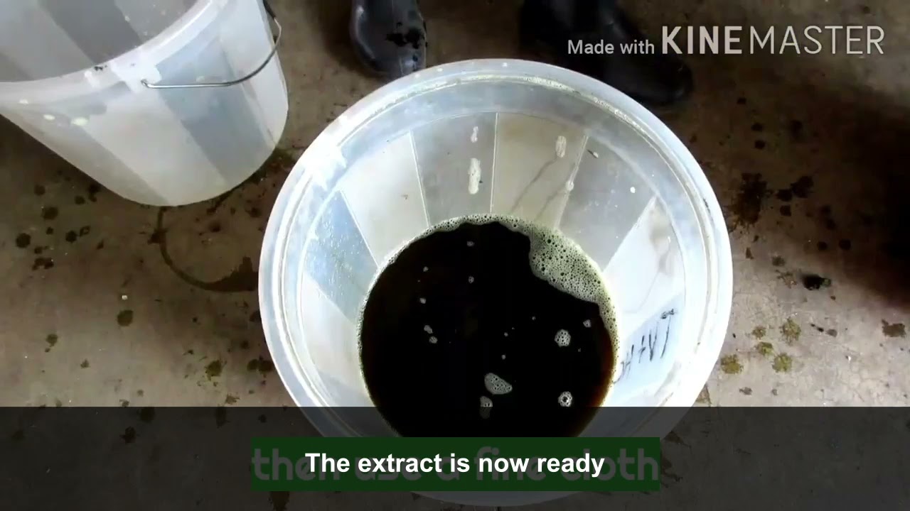 How to Prepare and Spray Tephrosia Vogelli Extract from Powder - Frank Chibwana, Malawi