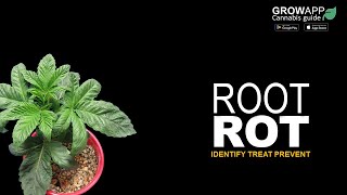 Root Rot | Identify, Treat, Prevent