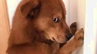 Funniest Dogs 😍 New Funny Dog Videos by Animal Series 105 views 6 months ago 3 minutes, 37 seconds