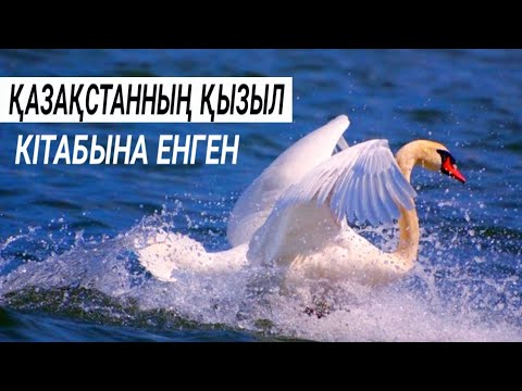 Бейне: Құстар қазынасы