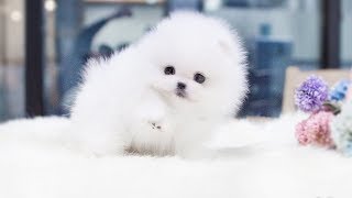 Cute Dogs and Cats Compilation 2018 #33