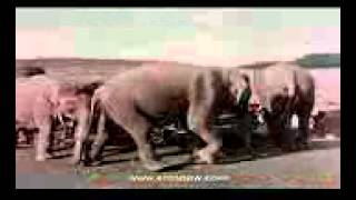 Слон мой друзья.3gp Слон мой друзья.3gp