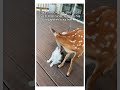 What would you do? #animals #wholesome