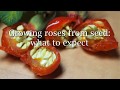 Growing roses from seed: what to expect