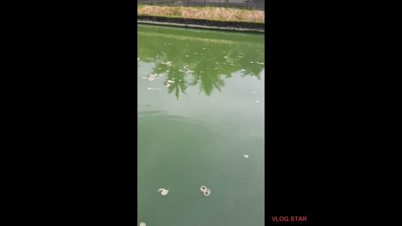 Catfish "Hito" Growers feed with Chicken Intestine YouTube