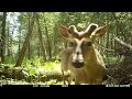 Spring in the Maine woods