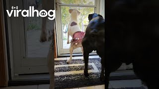 Boxer Wiggles In Belly Dancing Skirt Viralhog