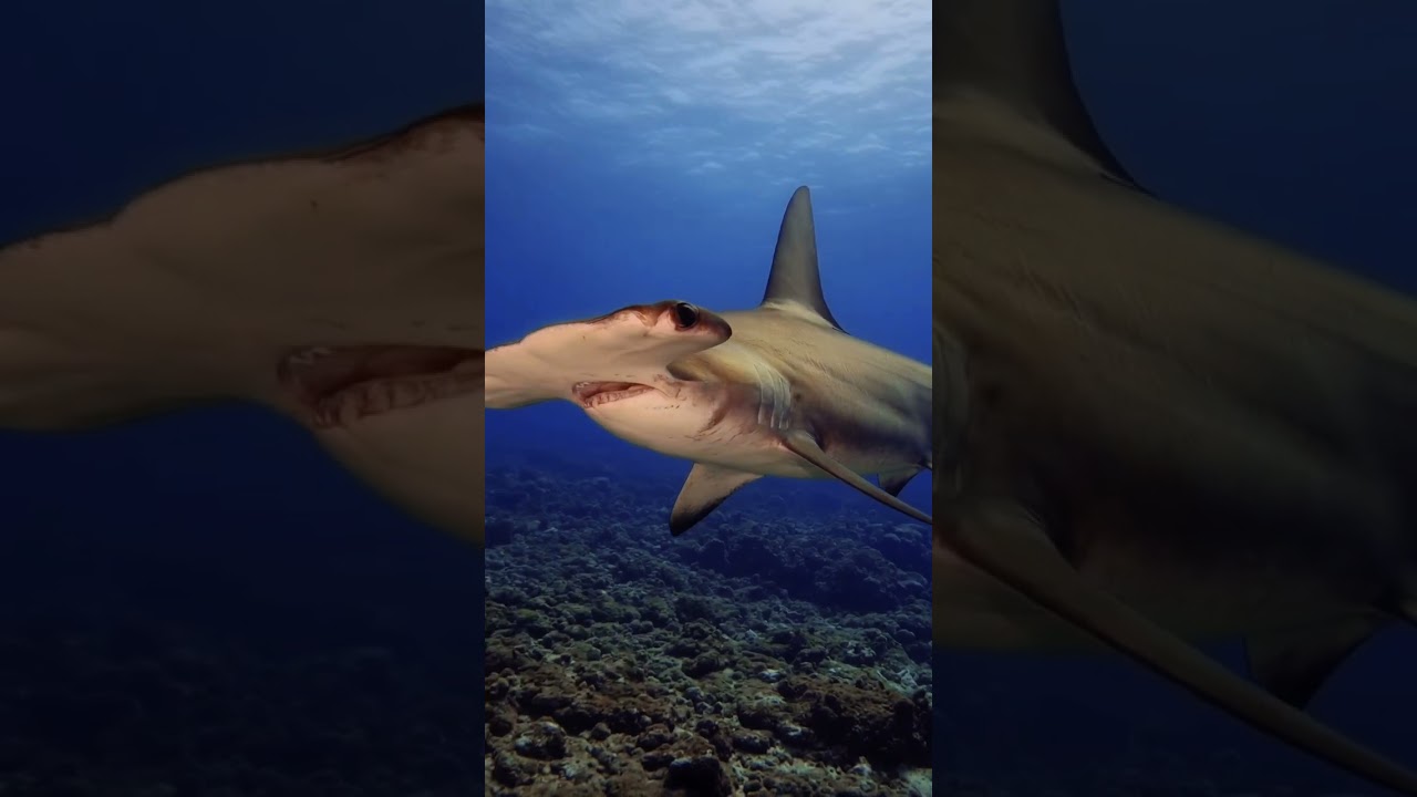 Why Does This Shark Have a Hammer-Shaped Head? - YouTube