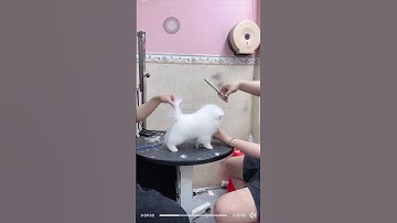 CỤC BÔNG ĐÁNG YÊU, ĐÃ NGOAN LẠI CÒN XINH