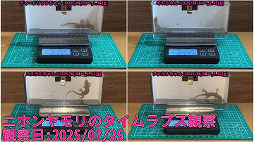 【Memorandum】 2025年07月25日 RPi-Cam-Web-Interfaceを用いたニホンヤモリのTimelapse観察