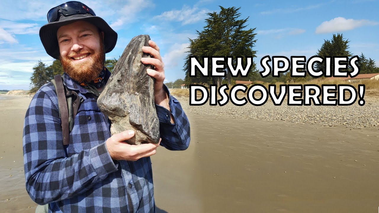 Find of a lifetime - I discover a new species on video [ancient billfish species]