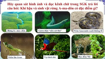 Lịch Sử - Địa Lí 7   BÀI 18:  VẤN ĐỀ KHAI THÁC SỬ DỤNG VÀ BẢO VỆ RỪNG A-MA-DÔN - PLD Hạnh