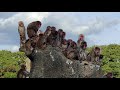 何があったんだ!ニホンザル(What happened! Japanese macaque) 市川市動植物園 202110