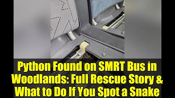 Python Found on SMRT Bus in Woodlands: Full Rescue Story & What to Do If You Spot a Snake