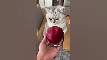 Чего боятся котики больше всего #коты #кошка #кот