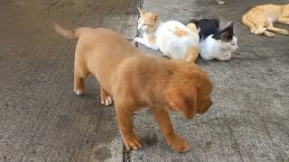 'Aw'  wants to be friends with ' Meow'  | Warehouse cats