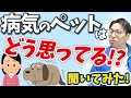 ペットが病気になったらペット自身はどう思ってるのか?【アニマルコミュニケーション】